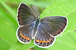 Female Karner Blue Butterfly