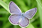 Male Karner Blue Butterfly