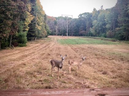 Deer Hunt for the Disabled